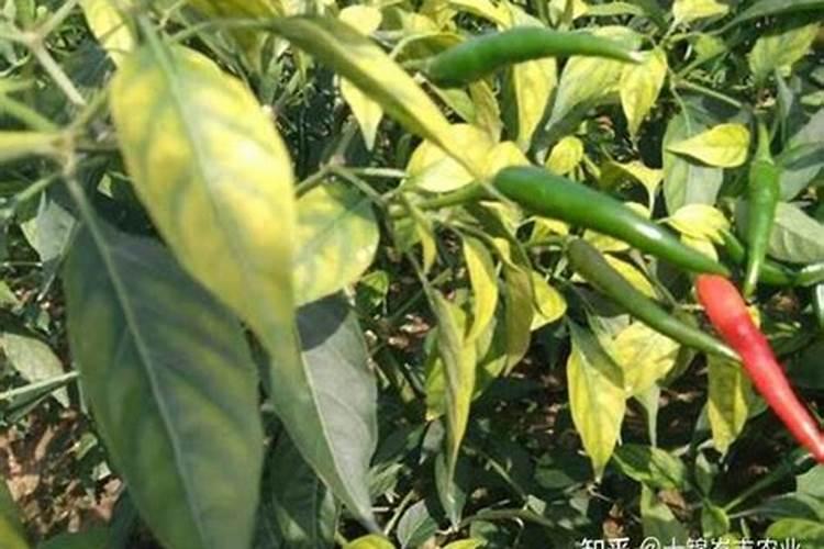 辣椒用什么叶面肥长势旺？用什么水溶肥提高产量？
