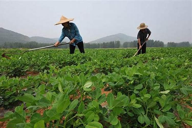 花生中后期怎么管理 花生种植技巧整理