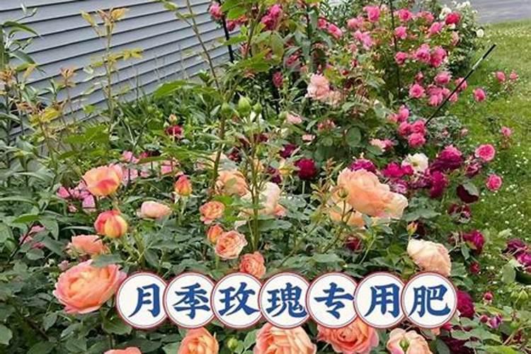 玫瑰浇什么肥料合适