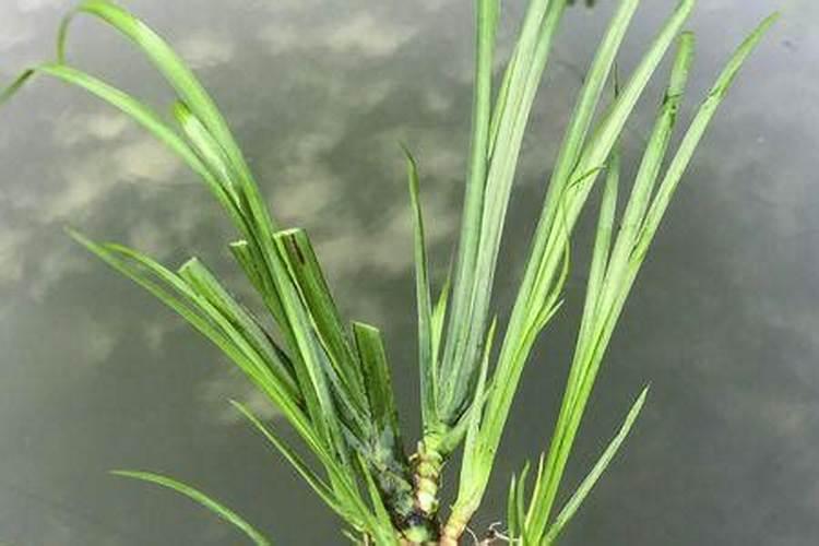 菖蒲怎么种植