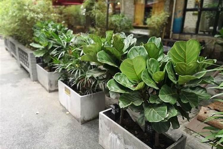 琴叶榕施什么肥最好