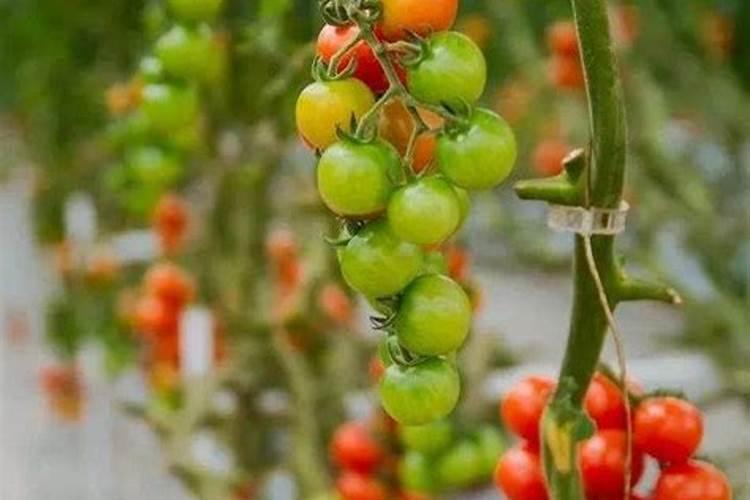 溉特水溶肥是进口的吗还是国产