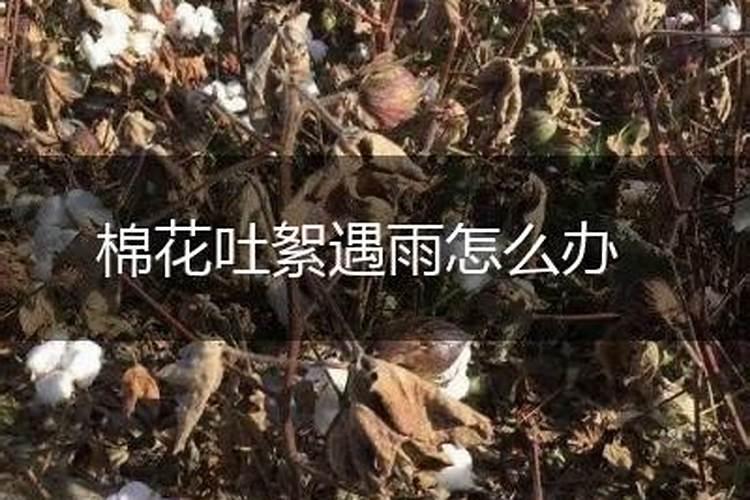 棉花后期喷什么叶面肥,棉花后期发黄怎么办