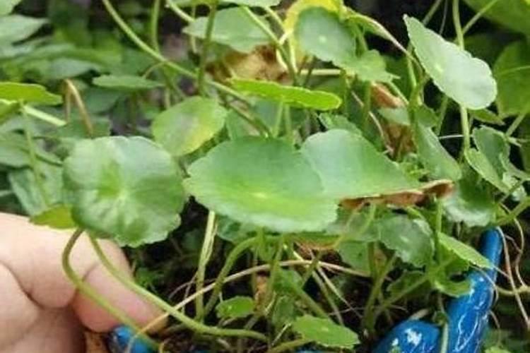 吸水盆适合种什么植物