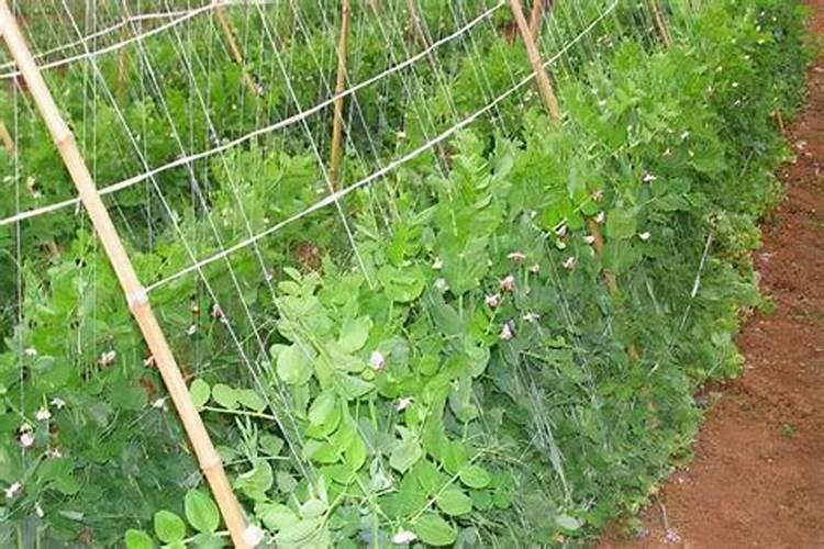 芸苔素使用技巧