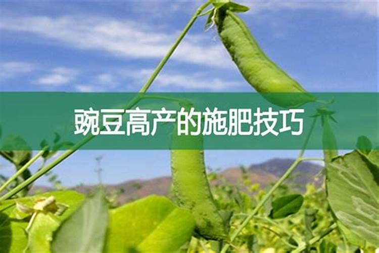 蔬菜缺硼要怎样防治？