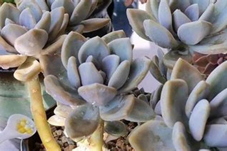 辣椒喷什么叶面肥结果多 多久喷一次