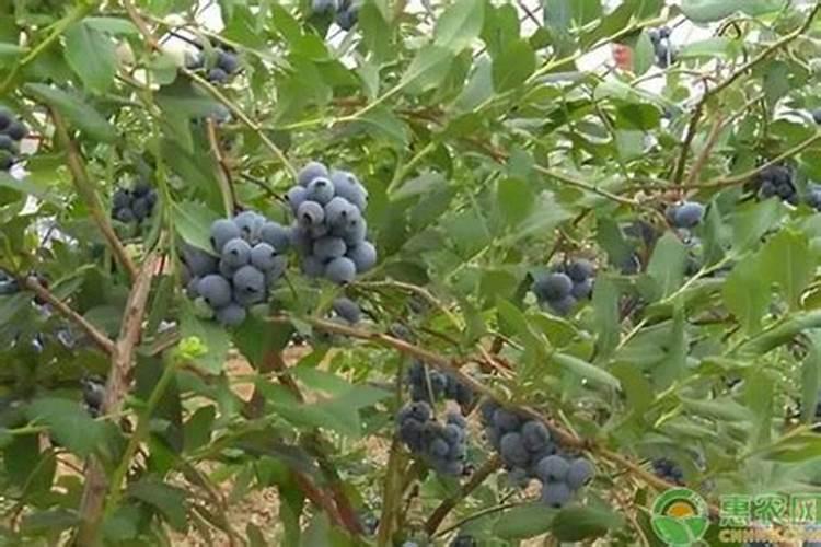 种蓝莓用什么肥料好