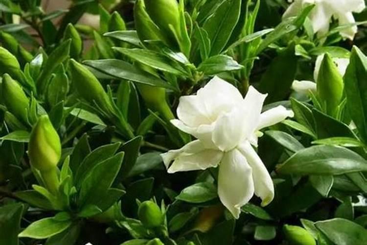 栀子花花苞期怎么施肥