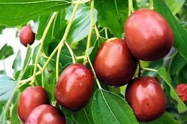 长虫的麦片可以做种花肥料吗