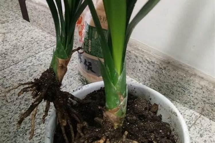 君子兰的催花方法