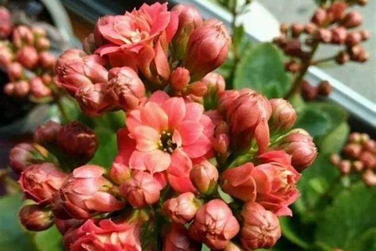 长寿花烂根了,可以用高硼肥吗？