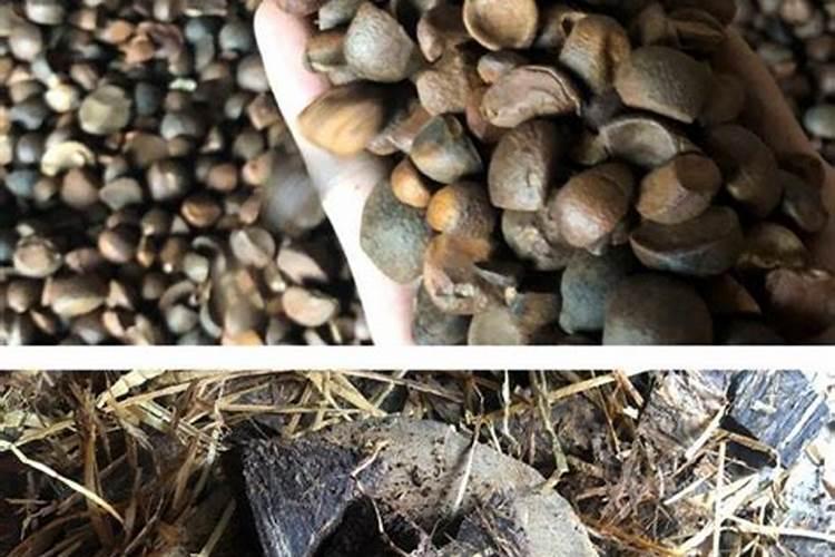 茶籽饼怎么发酵做肥料