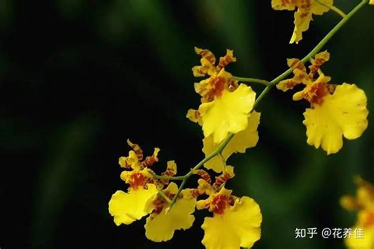 文心兰花箭枯了怎么回事？