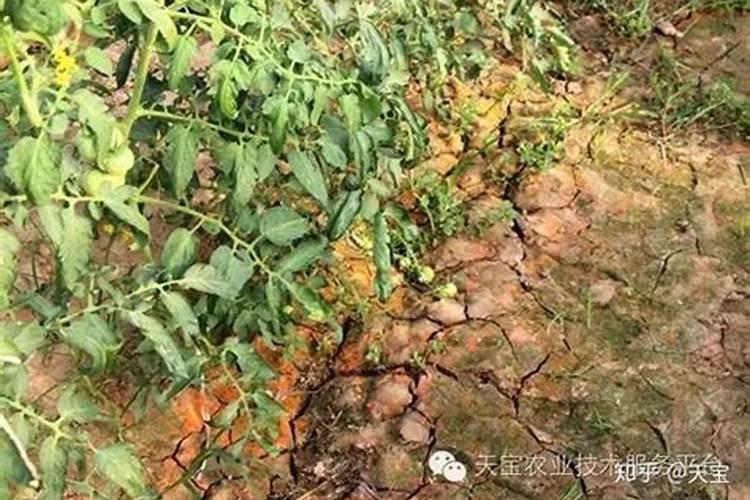 钙肥的作用及施用方法