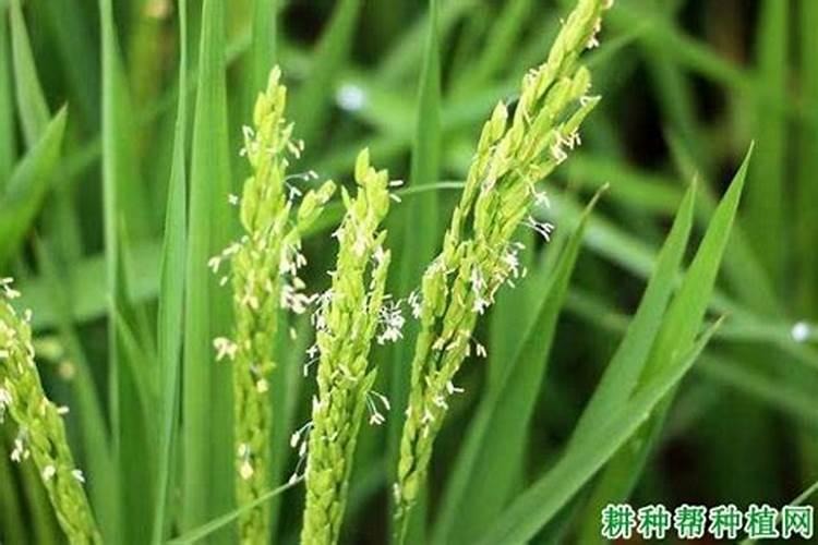 请问老师,水稻,小麦,玉米一生所需多少氮磷钾？