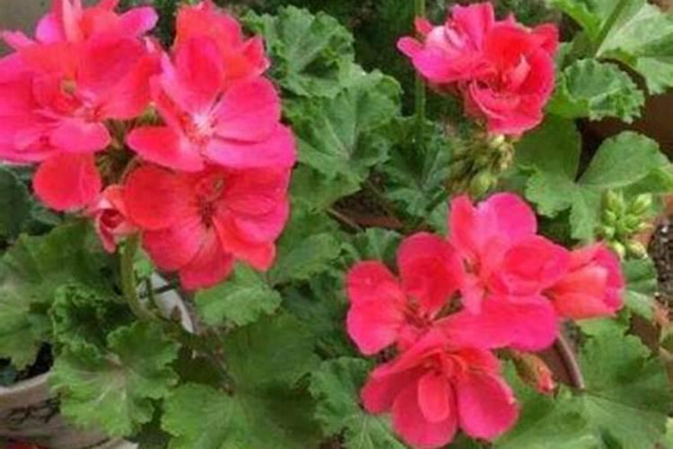 韭菜上什么肥料长的壮