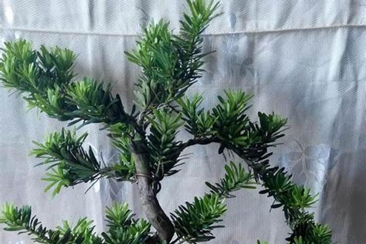 求助各位罗汉松施什么肥好？谁知道？