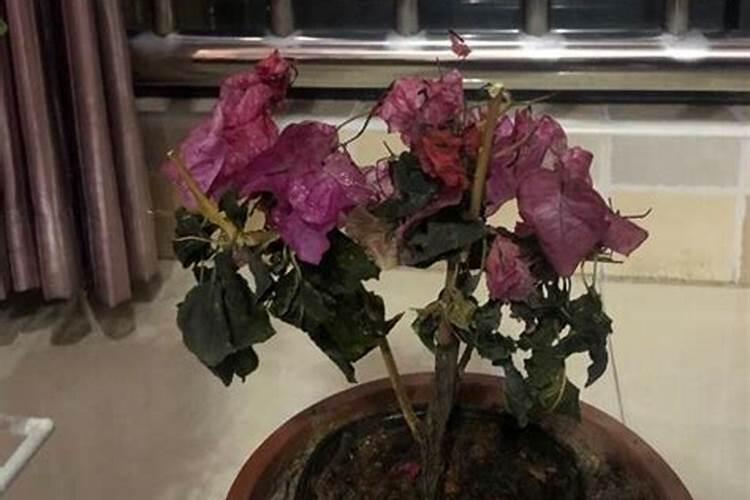 三角梅掉花的解决办法 三角梅开花能不能换盆