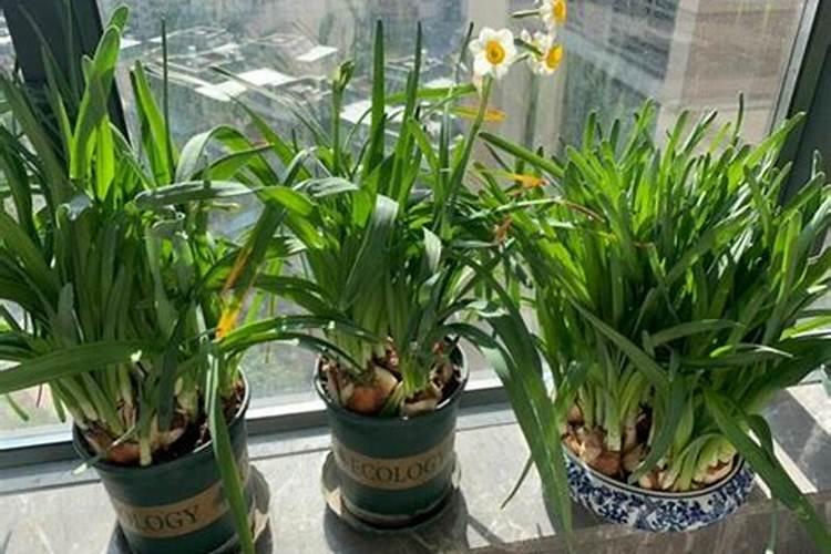 水仙花的种植步骤12345