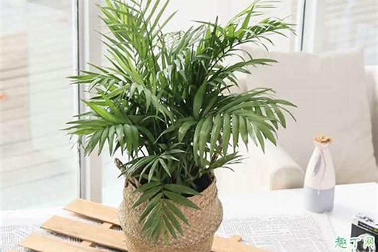 散尾葵什么季节施肥最好 施肥多少合适