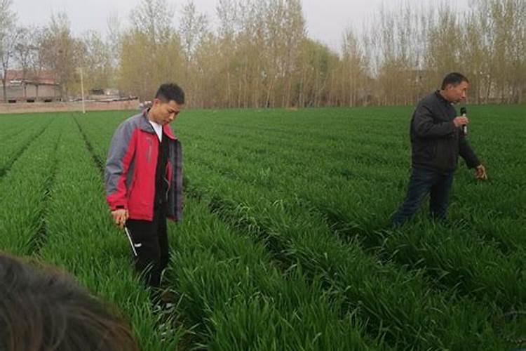 小麦追肥用什么肥料好 小麦追肥用什么类型的肥料好？