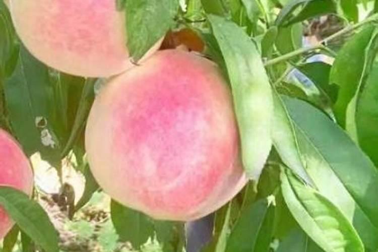 冬天如何种植芒果