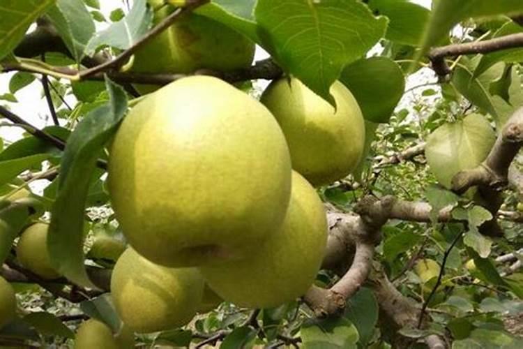 油菜缺氮症状及补救措施如何？