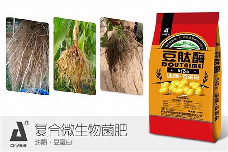八月瓜好种植吗 种植八月瓜什么时候施肥比较合适