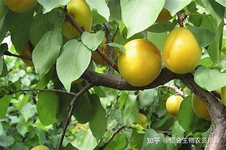 杏树种植管理如何做？结果期能用矿源灌根吗？什么时候用好