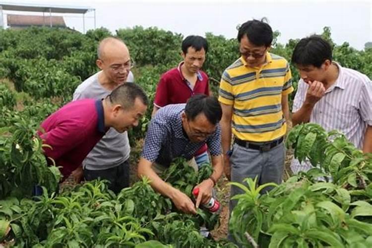 桃树的种植技术 桃树应该怎么养殖
