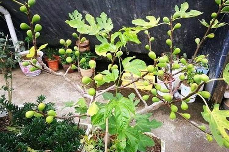 芸苔素使用技巧