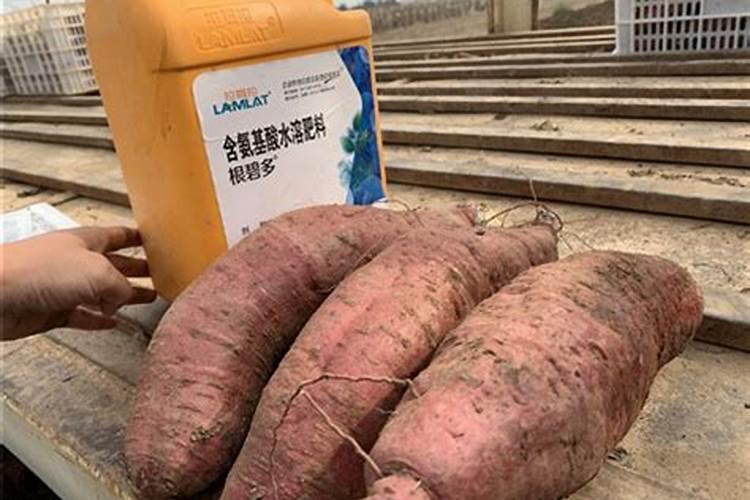 地瓜用什么肥料最好
