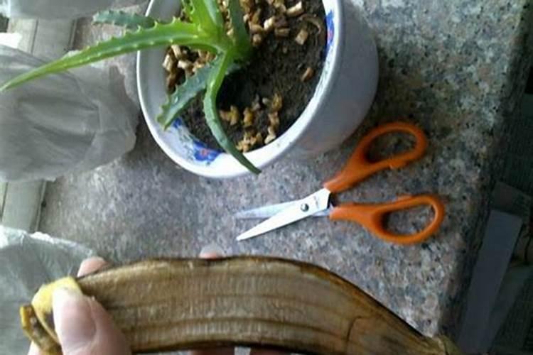 香蕉埋在土里可以做肥料吗