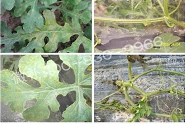 什么牌子的硼肥适合油菜抽苔期使用