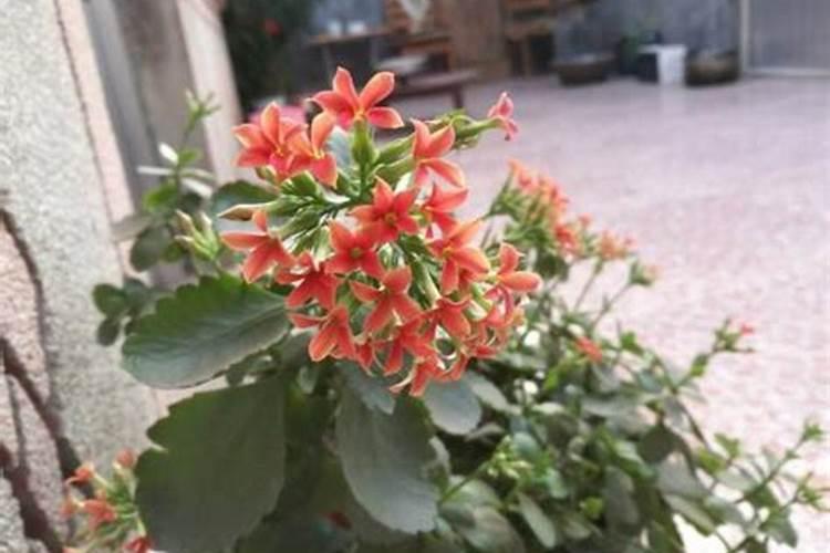长寿花能用复合肥吗