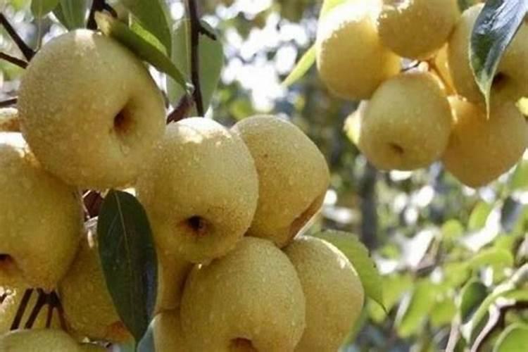 梨子皮和核可以发酵做花肥吗？