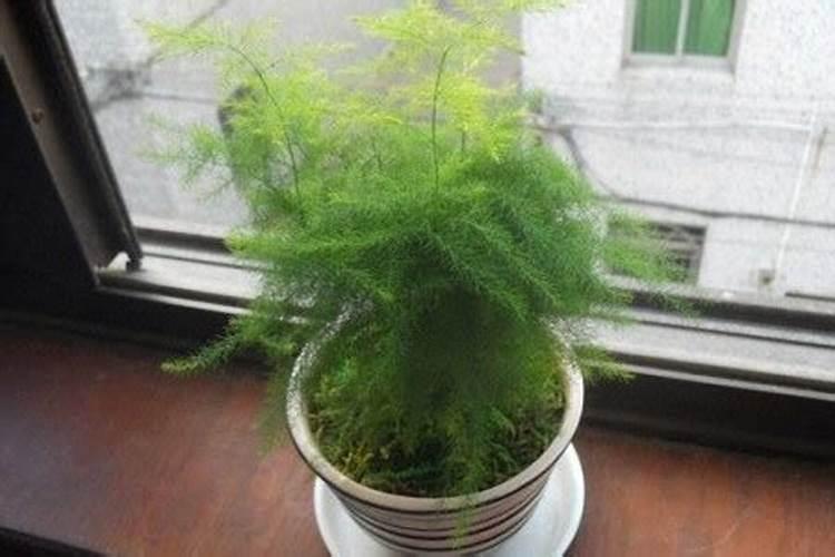 文竹花期养护4个方法