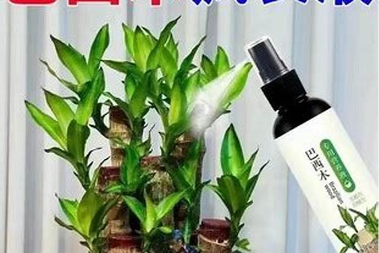 水培巴西木用什么肥料