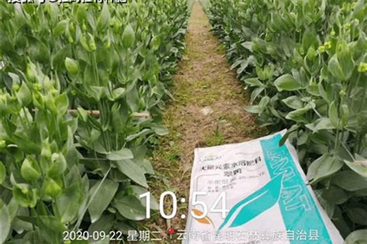 水溶性肥料受潮结块还能用吗