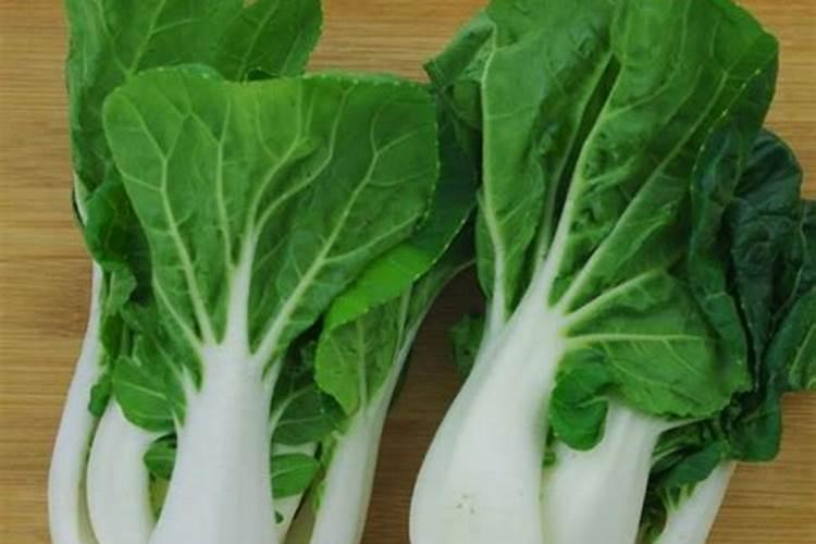 海里的蛞蝓叫什么？