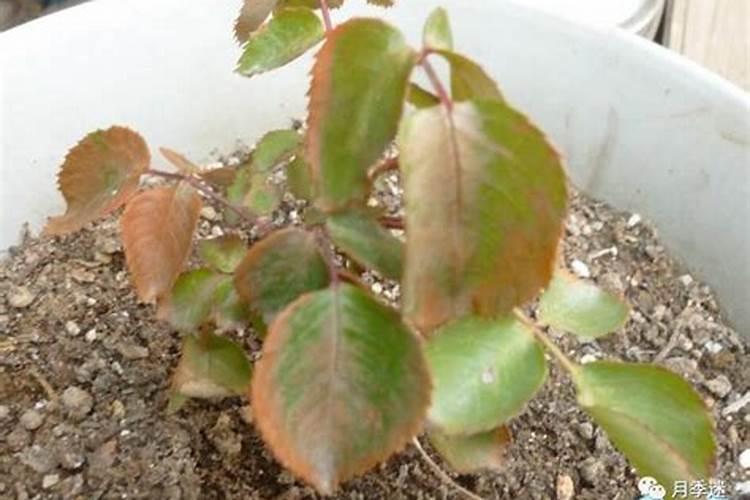 月季肥害后多久可以恢复