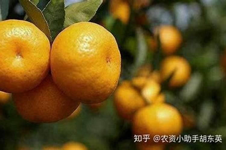 沃柑一年施肥方案