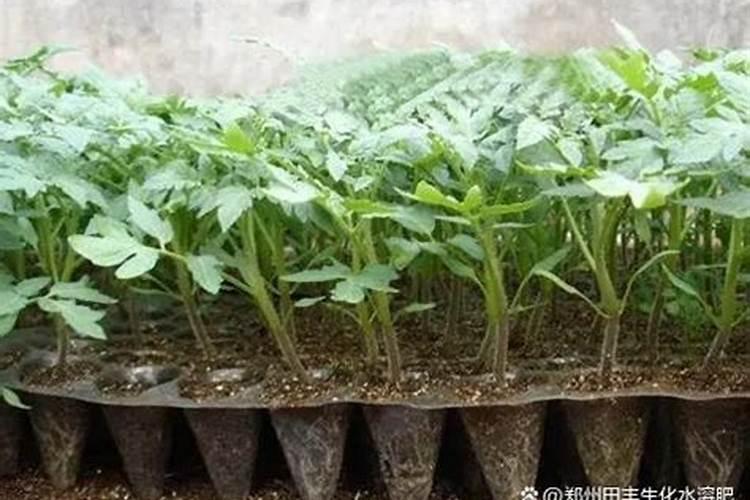 番茄第一次肥冲完,中间还用冲别