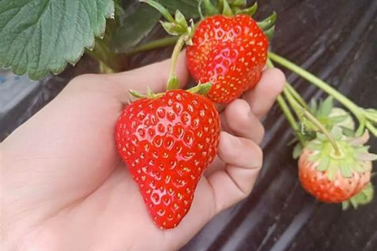 农家自盖棚,几月份种草莓合适？怎么治理才能长的好呢？