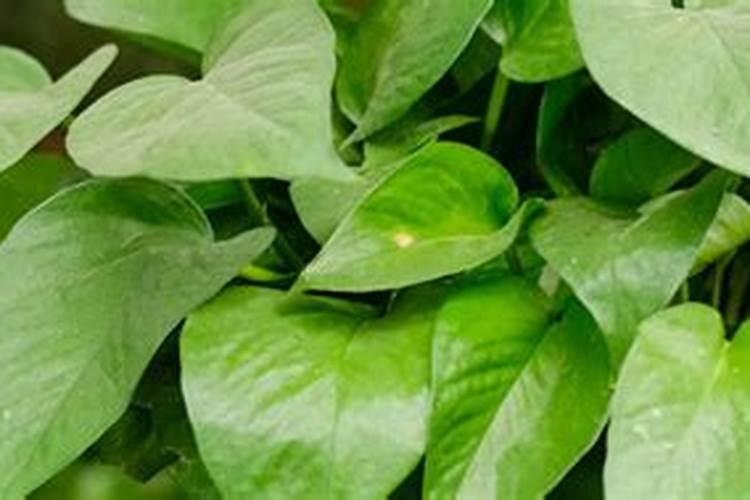 绿萝施肥方法,最好施加氮肥为主的肥料