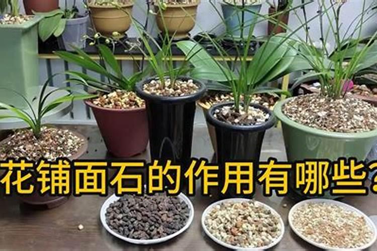 生石花蔫了怎么办