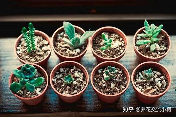 奥绿使用常见问题汇总