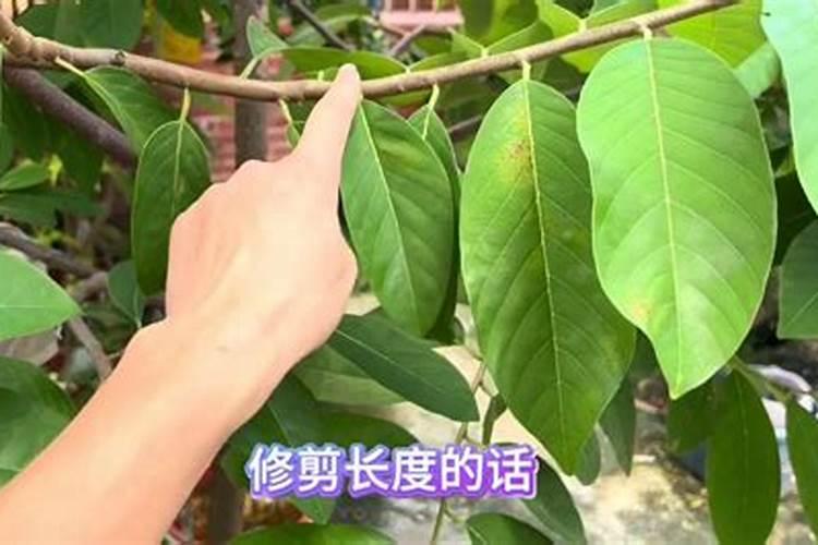 释迦果裂果、日烧果咋防治？