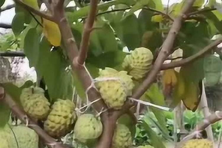 释迦果裂果、日烧果咋防治？